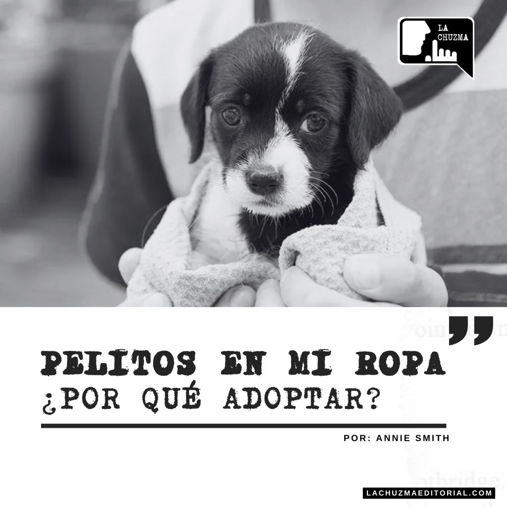 PELITOS EN MI ROPA: ¿Por qué&nbsp;Adoptar?